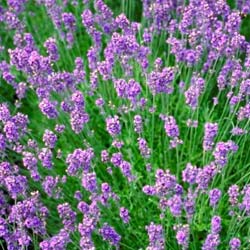 Lavandula angustifolia Rosea